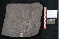 Foto (Objekt + Etikett) von Stigmaria ficoides Brongniart (NHMW-GEO-2024-0188-11118)